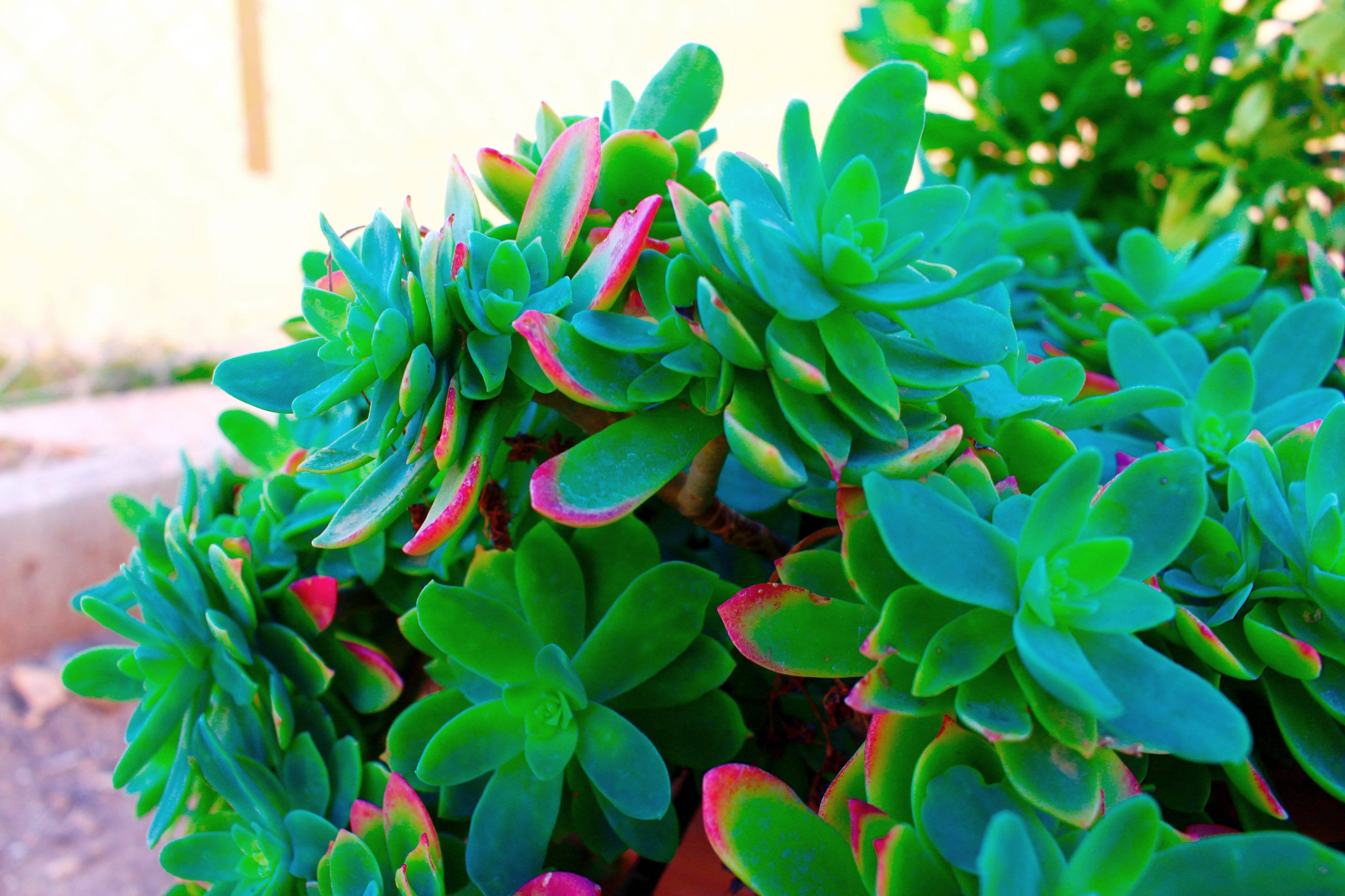 阿尔及利亚多肉植物阿尔及利亚多肉植物阿尔及利亚多肉植物阿尔及利亚