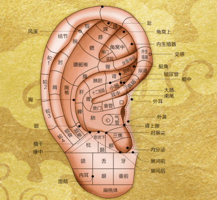 肾在耳朵的反射图图片