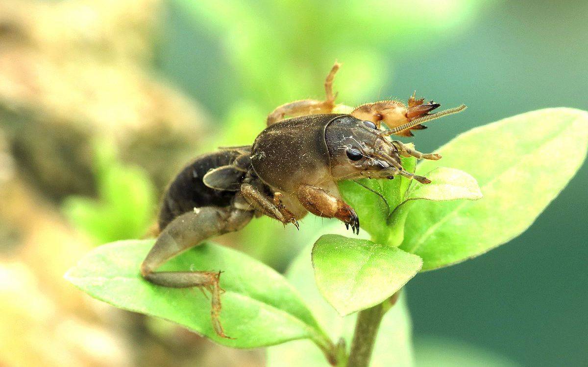 叫做"土狗"不是狗,是庄稼的害虫,为啥进家反而要恭送出门
