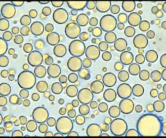 在显微镜下,母乳是活的,大一些的泡泡是脂肪球,而那些萌萌哒动来动去