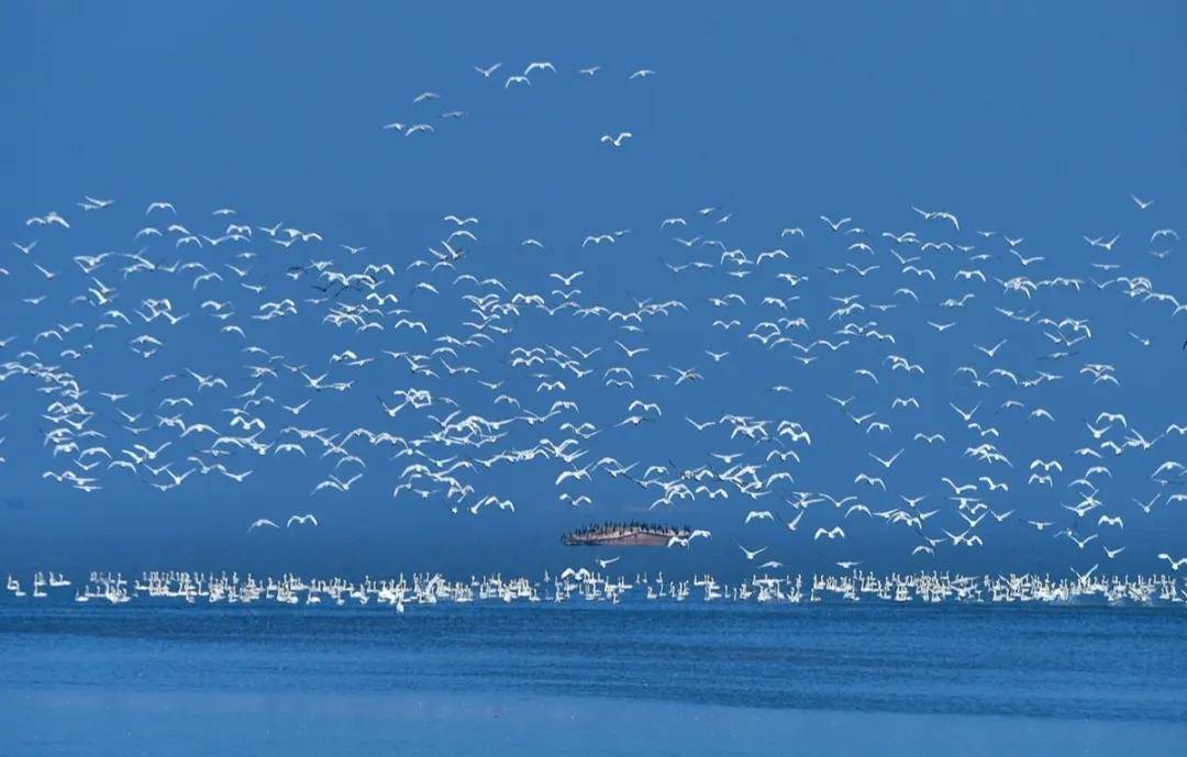 "醉美湿地龙感湖,这个夏天你来不来?"_黄梅县