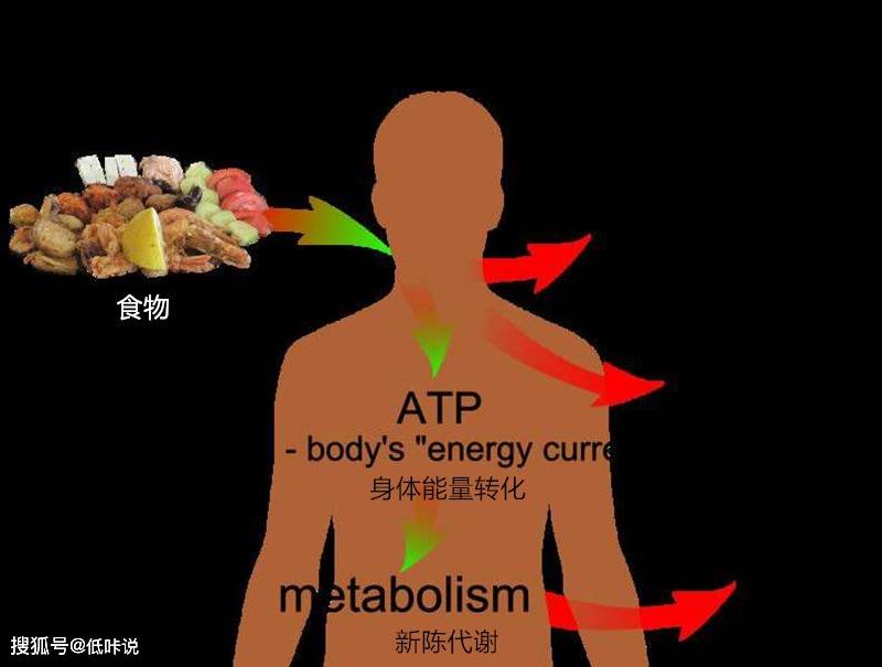 食物为我们提供能量