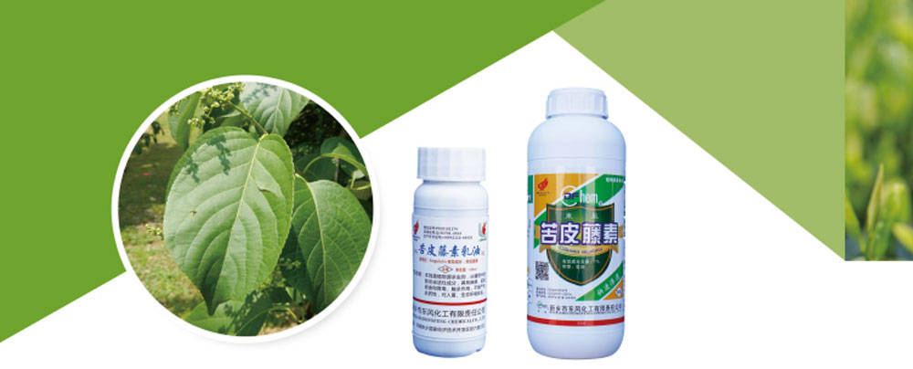 杀虫界"明星":"益而康"苦皮藤素生物农药