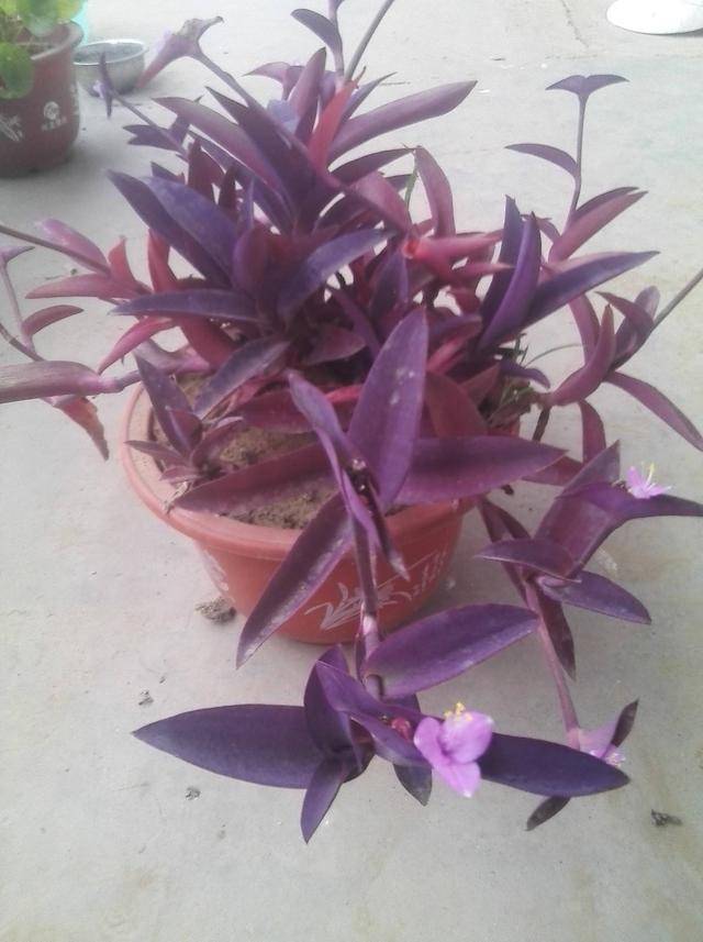 紫竹梅生命力旺盛,第一年养一棵,第二年开成一片还能开花