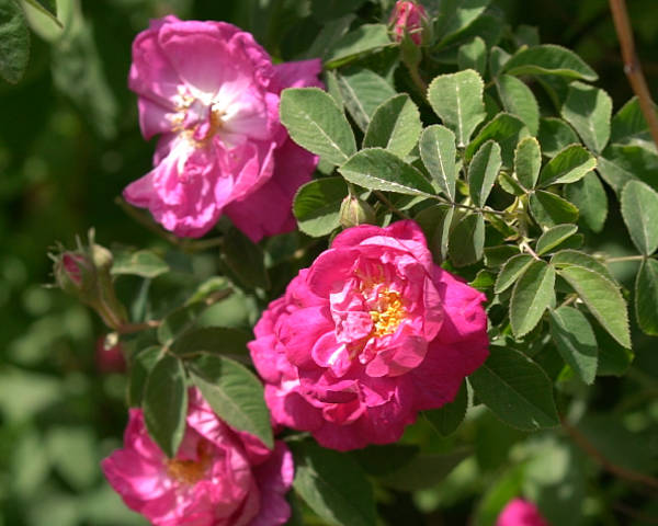 一朵玫瑰花打开于田新世界_和田