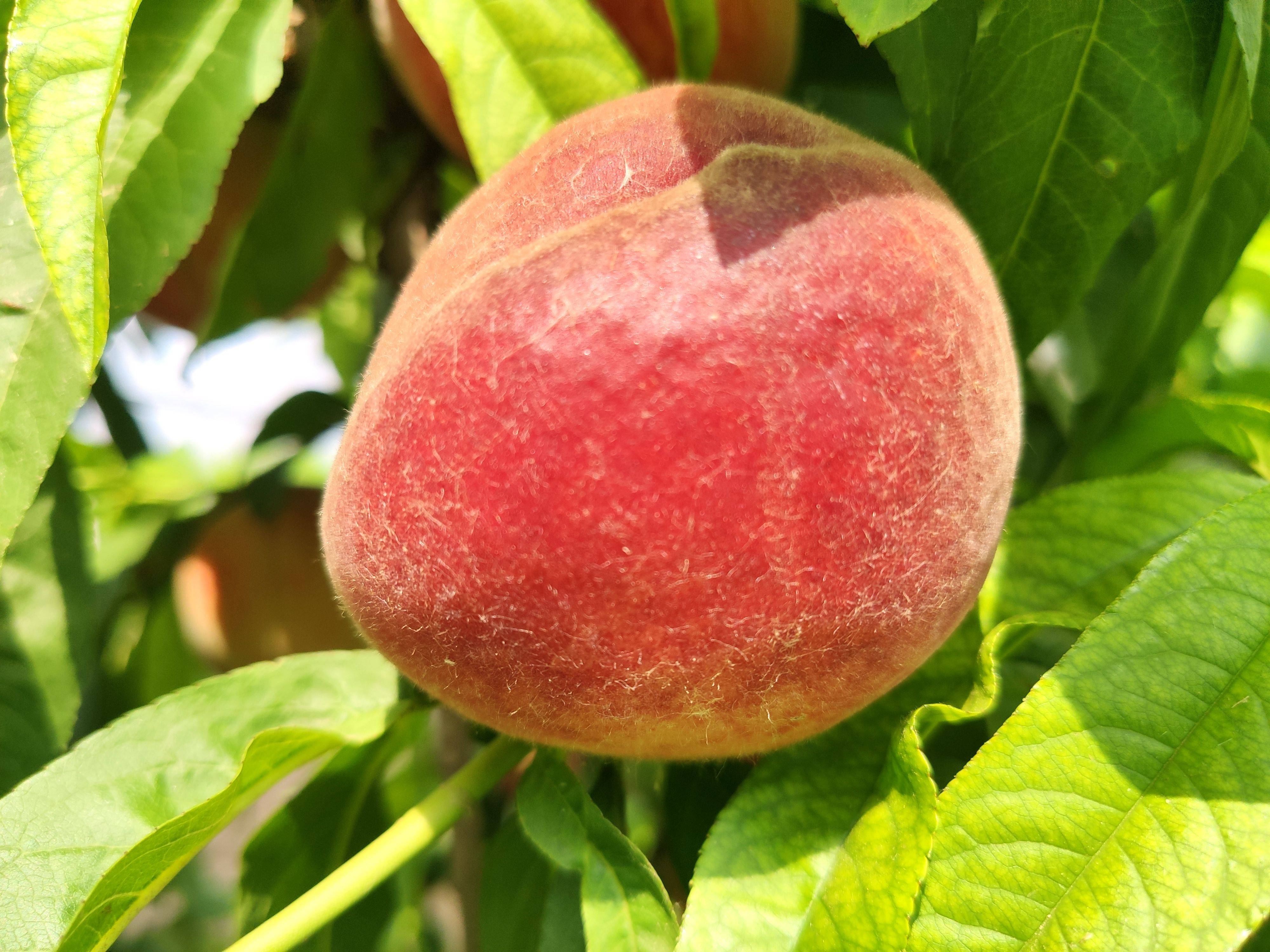 上回桃花灼灼,这次仙桃累累丨米9手机带您赏仙桃