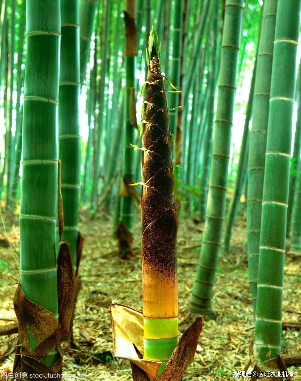 野生竹笋供不应求而人工种植竹笋的越来越多竹笋种植