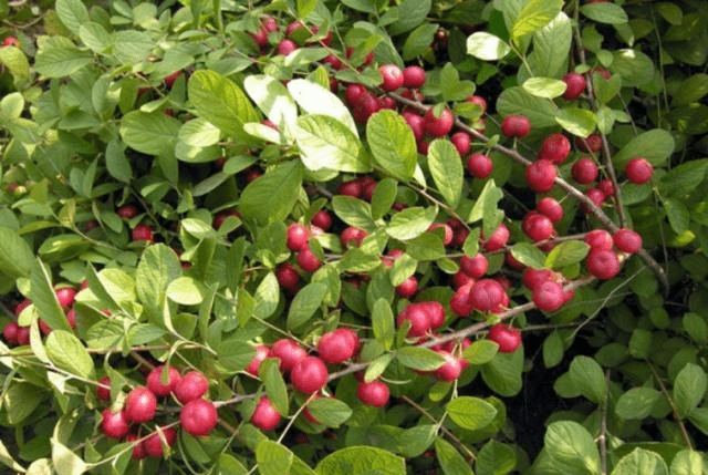农村这一野果酷似樱桃,人称"钙果",南方40元1斤很多人抢着买_欧李
