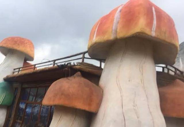 巨无霸蘑菇,差不多活了2400年,好像一棵巨大蘑菇树