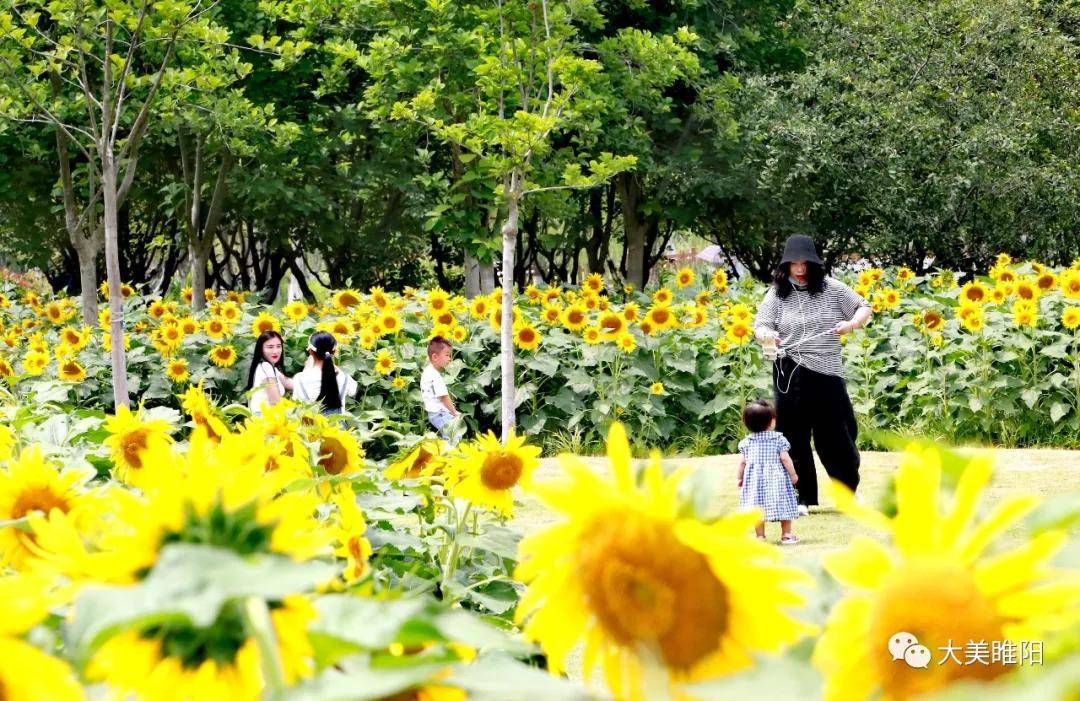 商丘汉梁公园 葵花朵朵向阳开_向日葵