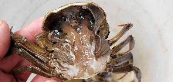 螃蟹水瘪子多挣钱就少蟹农们防控措施赶快做起来