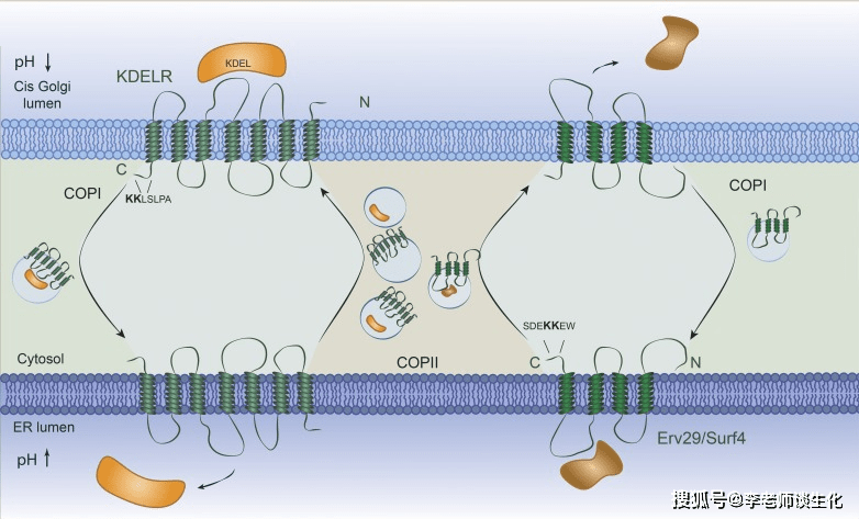 copi介导逃逸的er蛋白逆向运输.j cell biol.