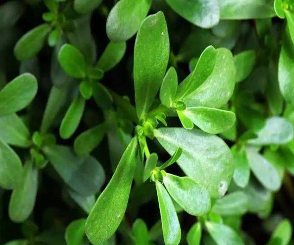 《本草纲目》记载马齿苋具有清热解毒,攻击血液,减少肿胀的作用.