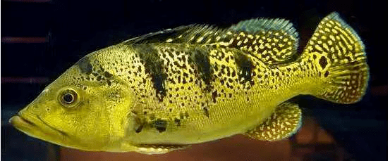 巴西亚虎鱼魟鱼比较有互动性的鱼:银板蝴蝶鲤(但是蝴蝶鲤要被龙鱼咬