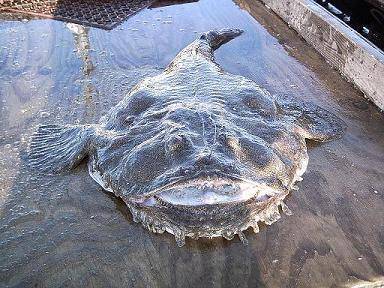 现世的深海恐怖生物