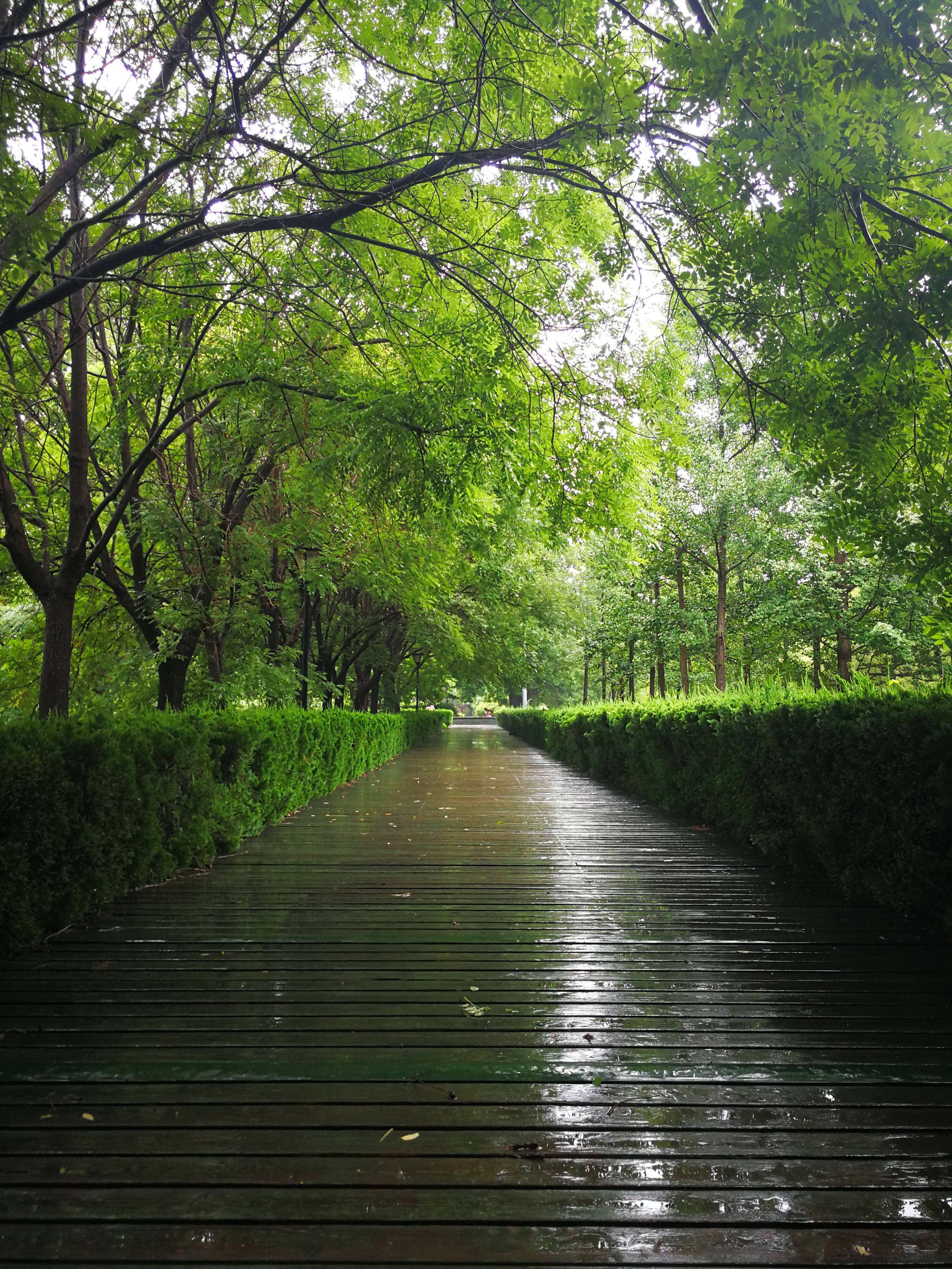 雨后风景图片