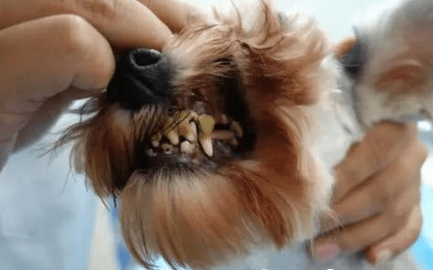 大部分宠主都忽略狗狗口腔护理:狗狗需要刷牙吗?