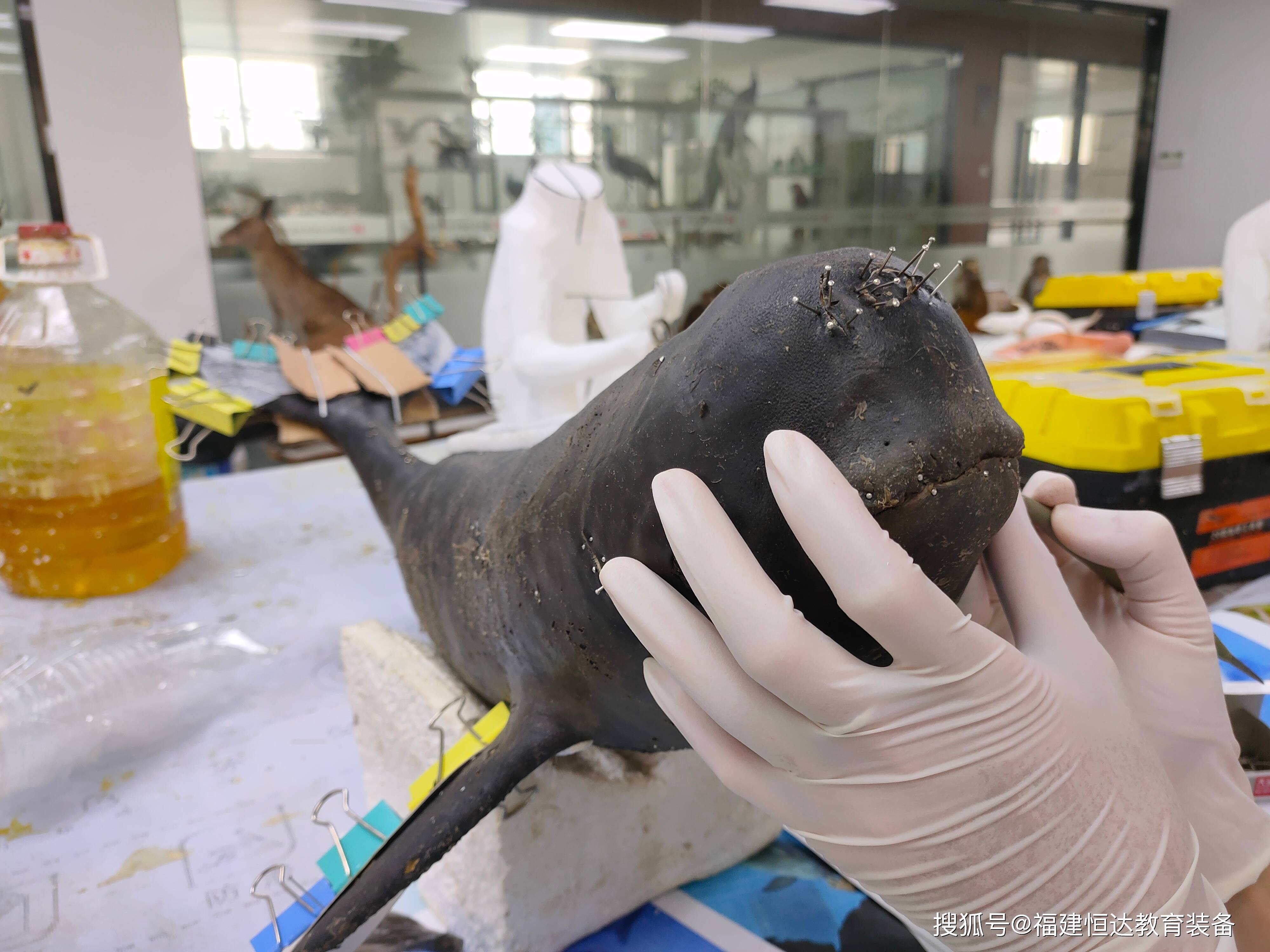 搁浅的江豚如何"重生"|动物标本修复,制作