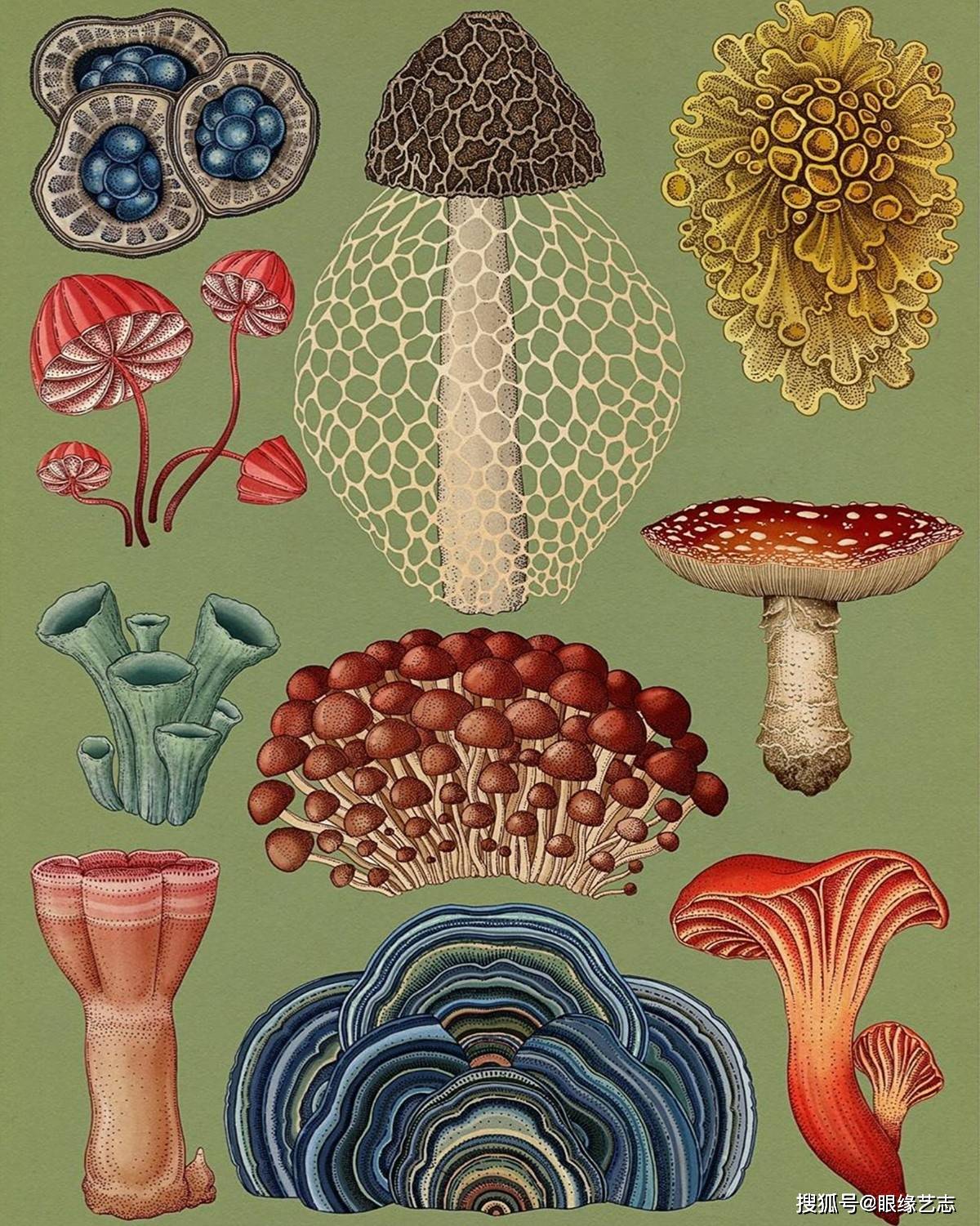 不一样的百科全书:插画植物博物馆,凝聚艺术之美的科学图谱