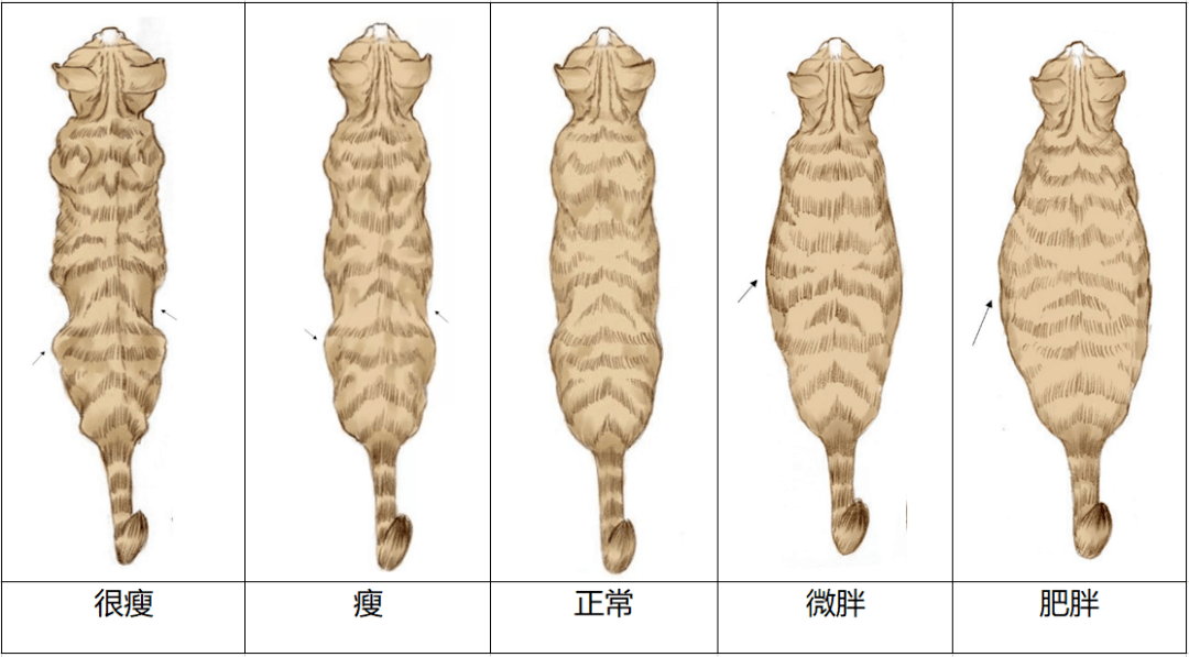 猫身材比例对照图片