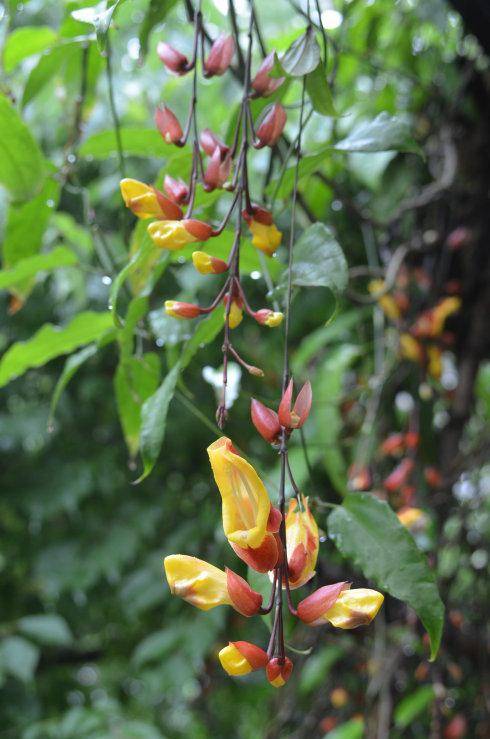 原创这种叫"黄花老鸦嘴"的植物又被命名为"跳舞女郎",你见过吗?