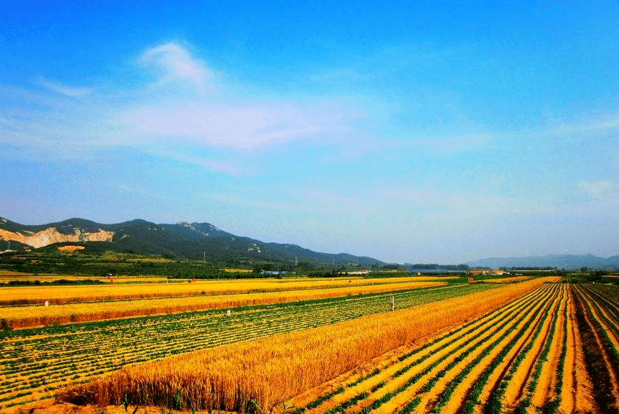 在希望的大地上. 惠農政策把農民心暖, 多種經營在鄉鎮開花.