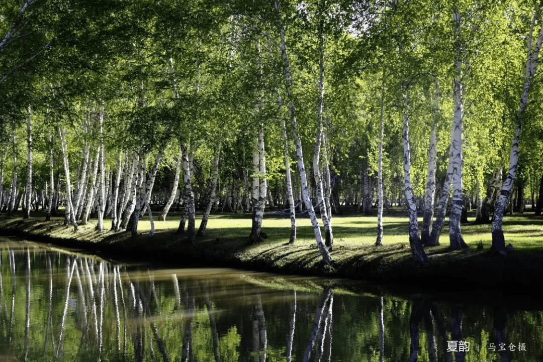 哈巴河县白桦林景区,国家4a级景区,是哈巴河白桦国家级森林公园的一