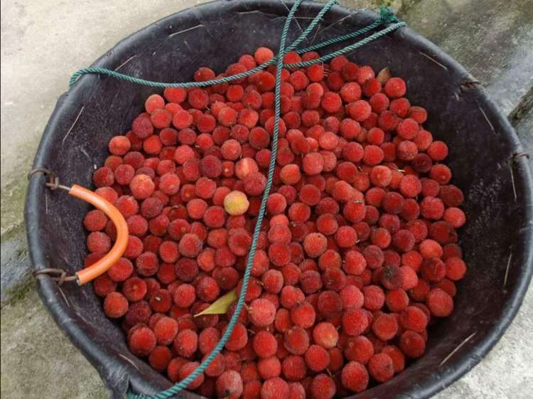 落地梅:一曲故乡的歌谣,一种家乡的味道_杨梅