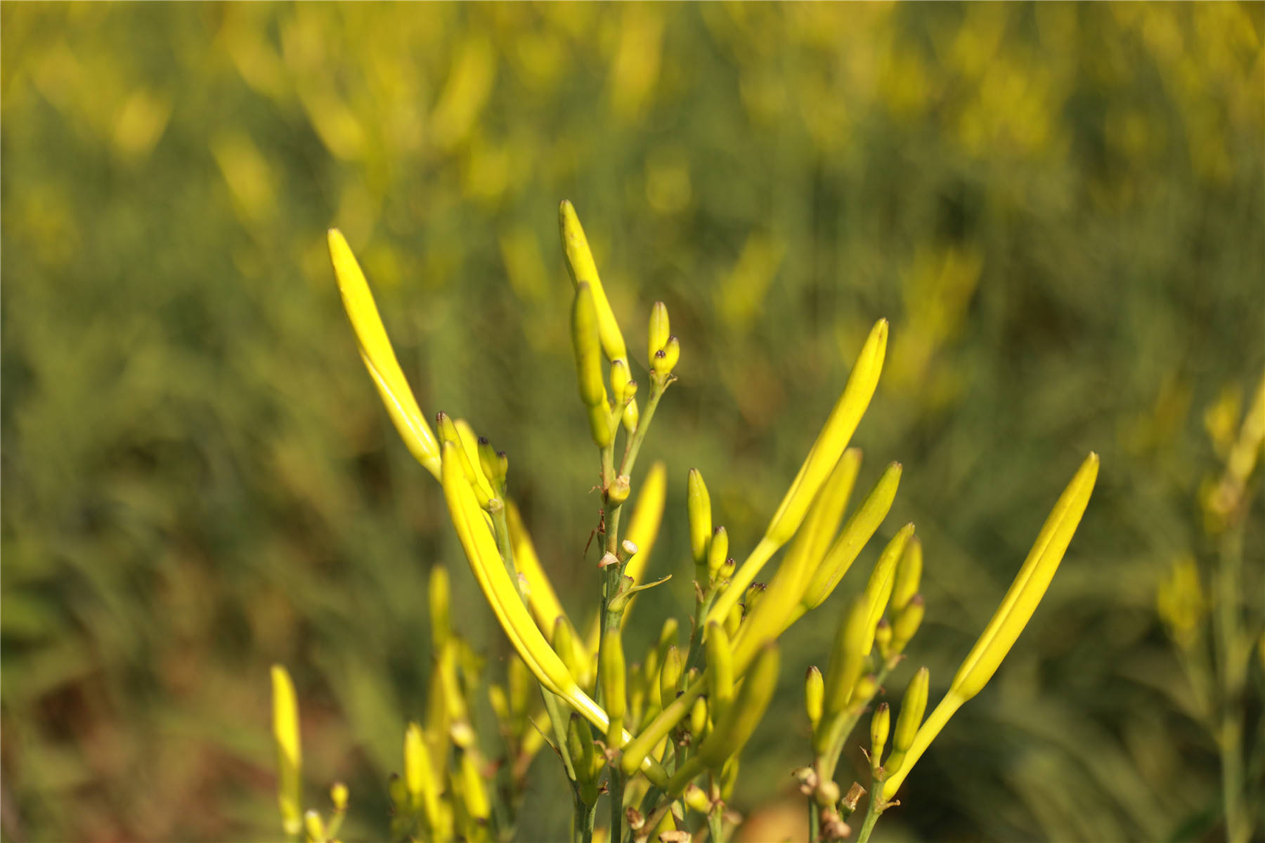 河南灵宝:小小黄花菜 群众致富快