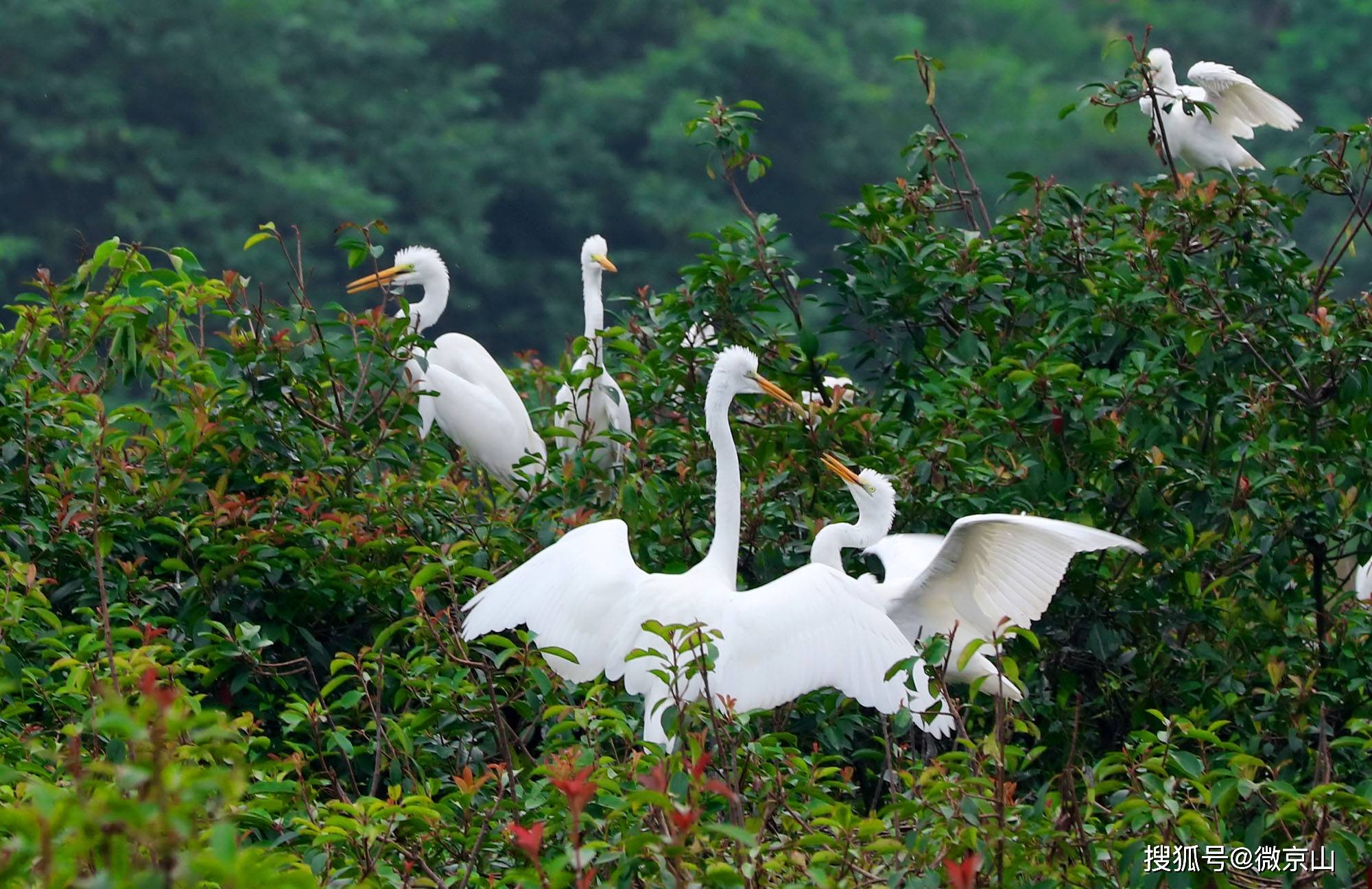 京山:白鹭舞蹁跹_森林