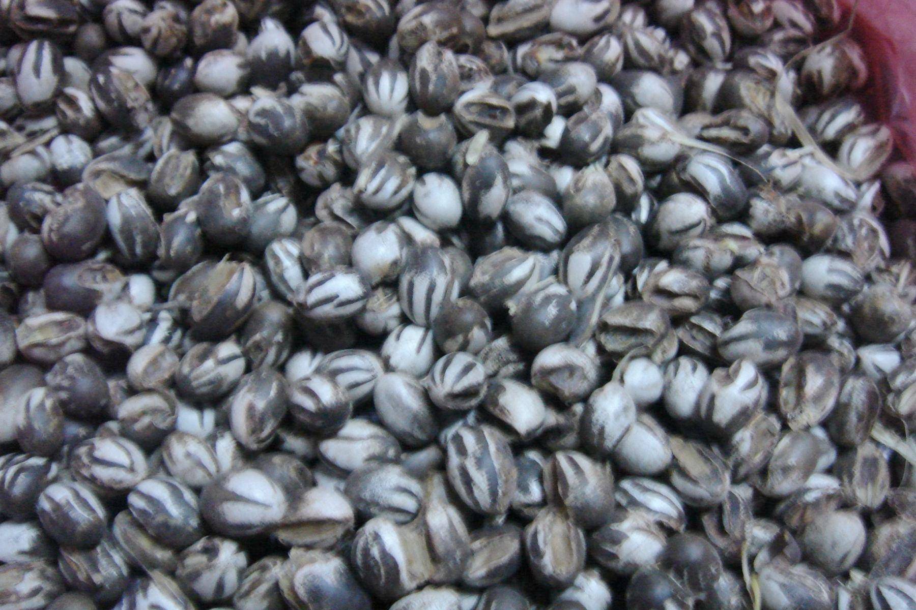 原创为什么会有人吃洋辣子呢吃洋辣子的人不怕有毒吗