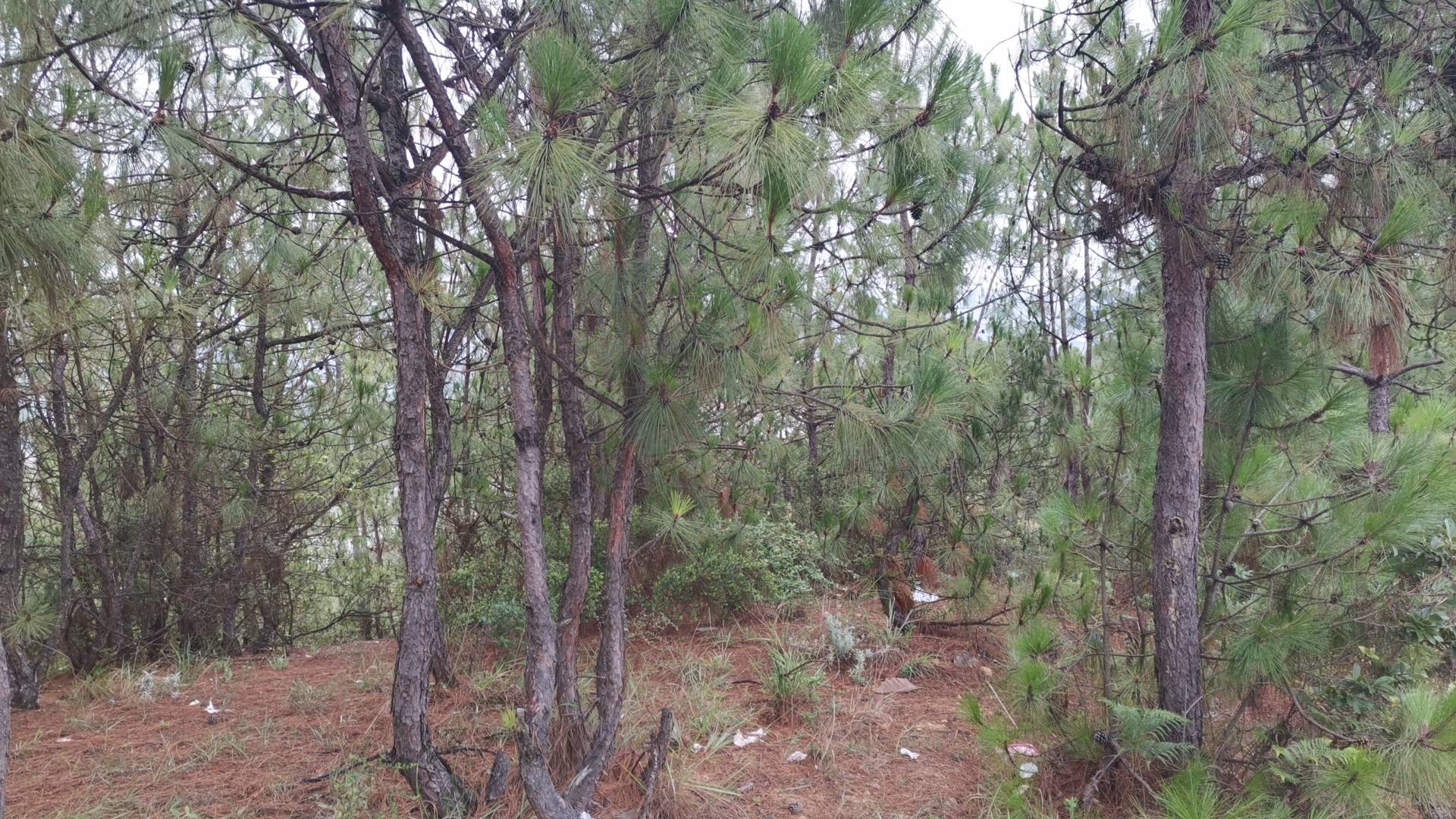 曲靖麒麟區某山某松樹林,都說雨了好撿菌子,一群人過來體驗一下