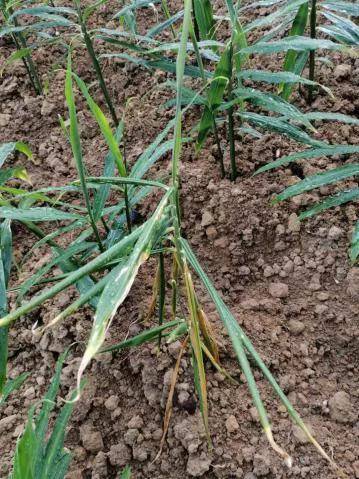 大姜干尖,黄叶原因分析及预防 大姜黄叶干尖看过来