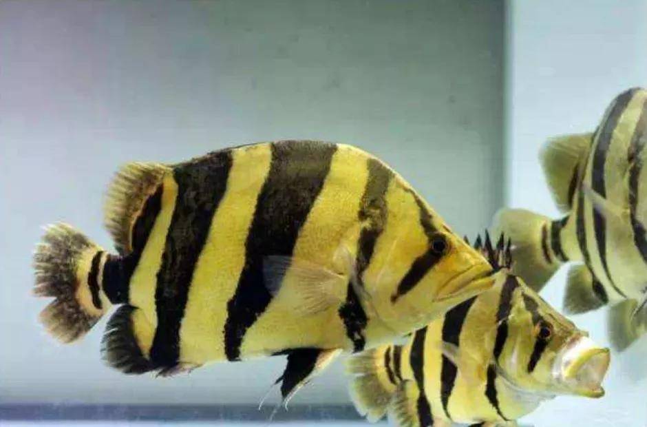 虎鱼"挖煤"到底是正常还是坑爹?