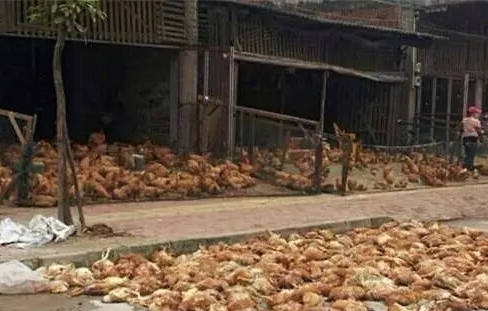 鸡群出现大面积死亡,养鸡场该怎么办?