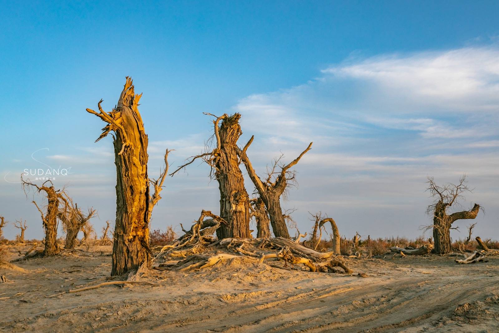 它是中国最大的沙漠,藏有神秘"魔鬼林",堪称是生命的禁区