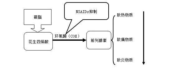 动不动就胃痛——消化性溃疡是怎么来的?_胃酸