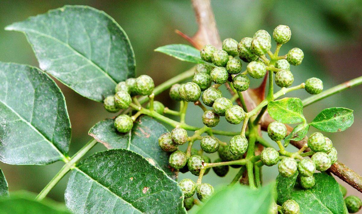 原创花椒加它,被称为天然泻药,排出黑臭宿便,慢慢养成易瘦体质