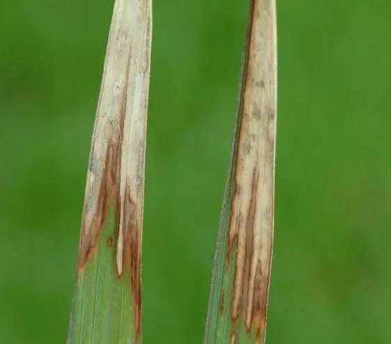 叶枯型 多数由黄单孢杆菌侵染引起,植物受侵染后最终导致叶片枯萎