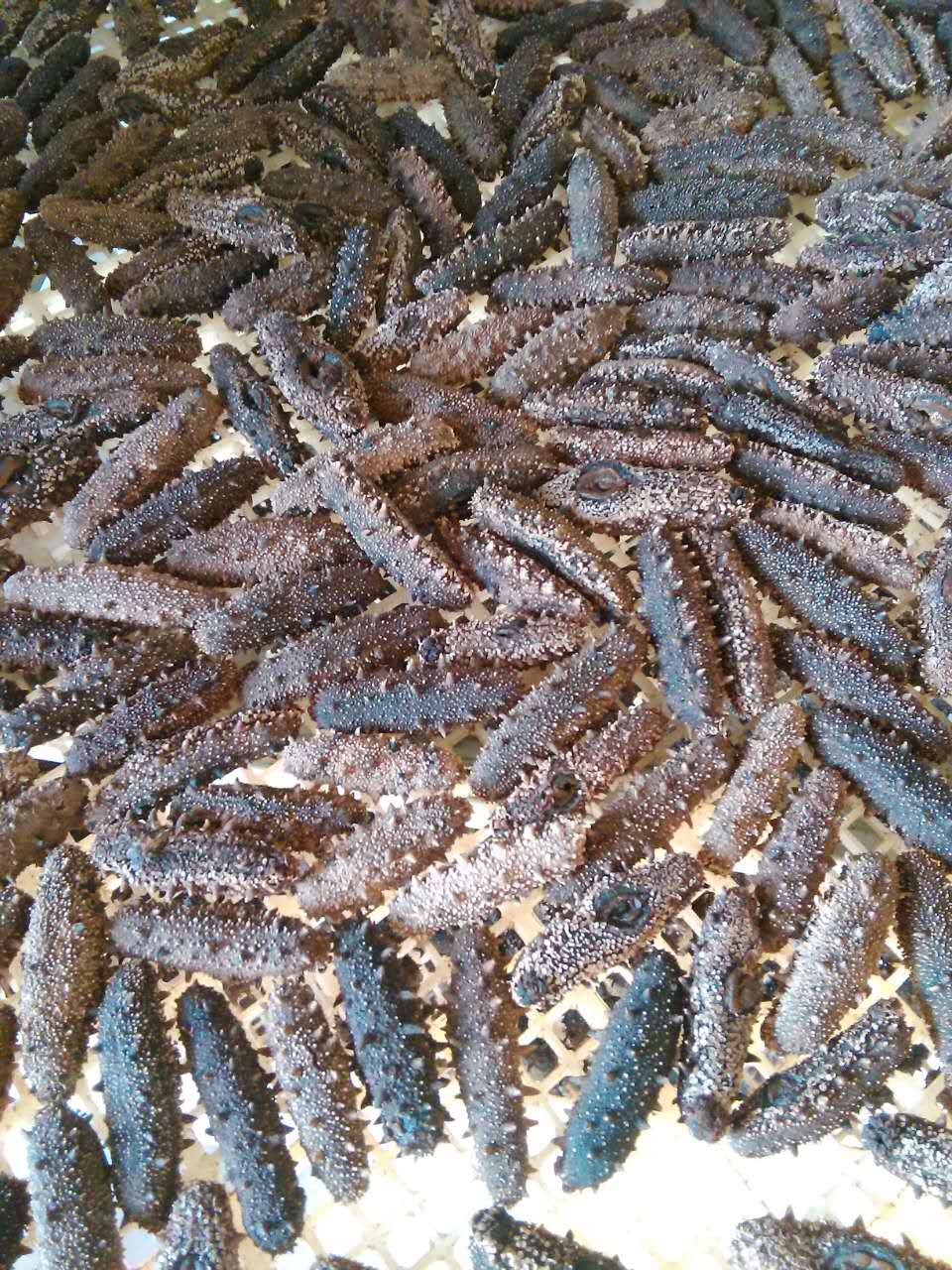 项目位于山东某加工厂,为海参加工厂,原来采用自然晾晒,但是受天气