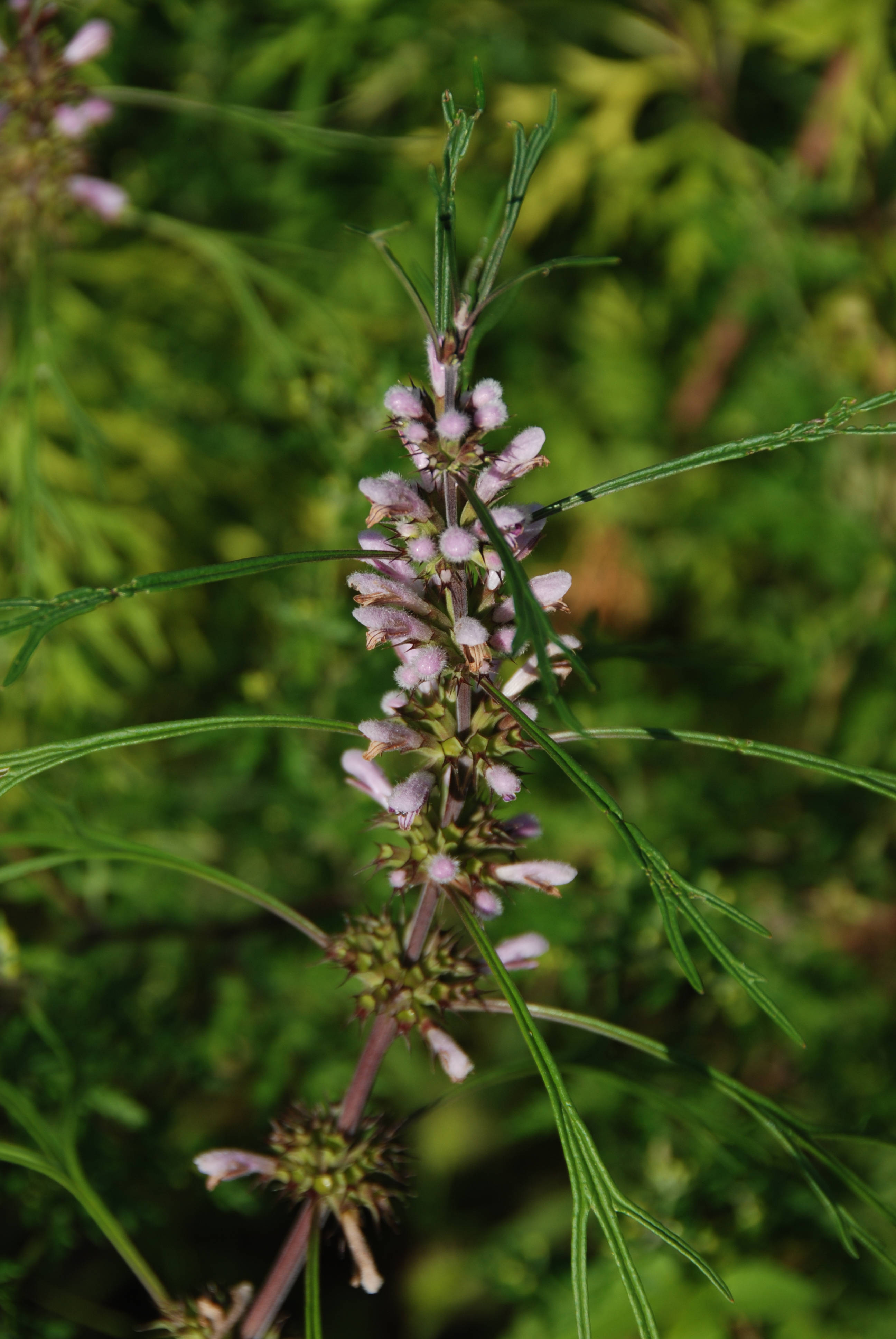 霧靈山常見植物:益母草,膩麼草?