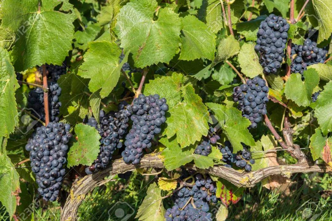 世界各地酒庄如何应对疫情下的葡萄采收？