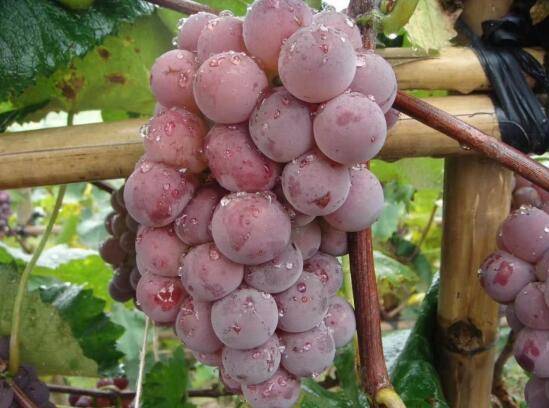 璧山蜜莉葡萄,是如何成为农民致富的常青藤的