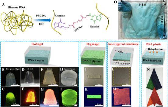 jacs》羅丹教授團隊將生物質dna轉化為可降解材料以減少石化消耗_凝膠