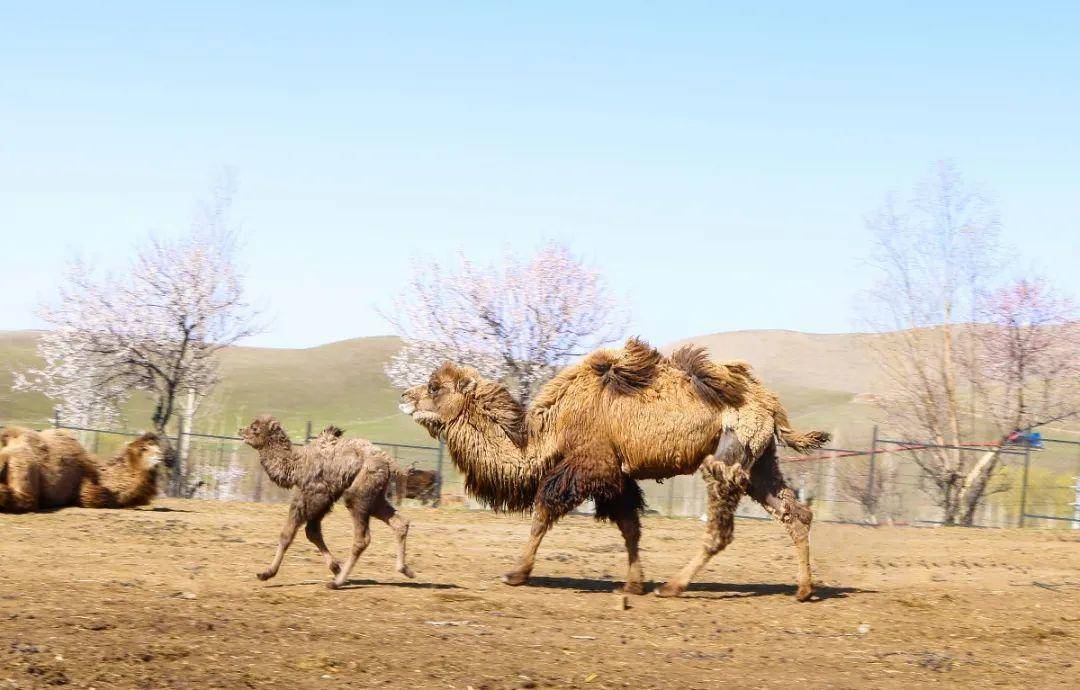 骆驼吃仙人掌不怕扎到嘴