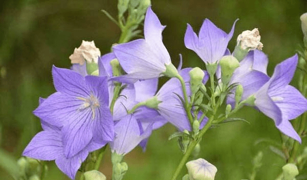 桔梗花的花語及養殖方法