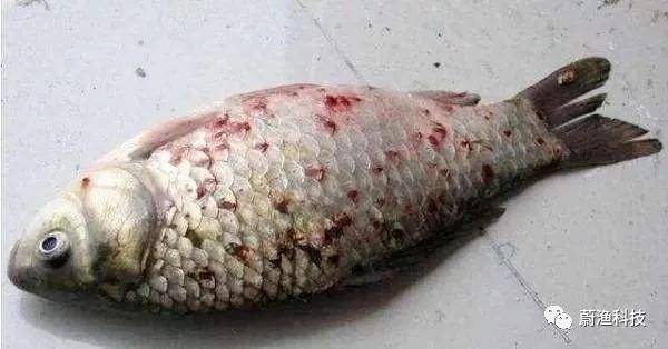 草鱼锚头蚤症状图片图片