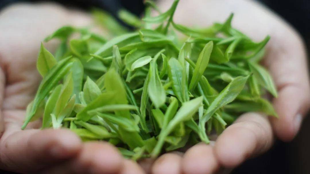 花香云露,来自浙江金华山的馈赠