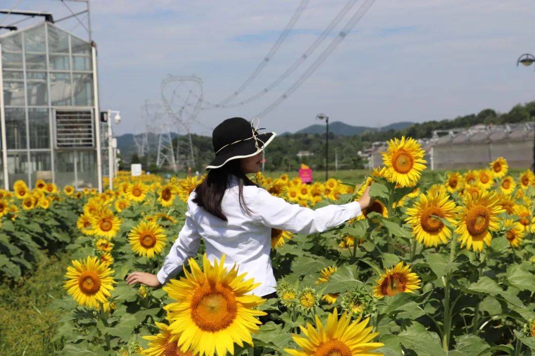 益阳现代农业示范园向日葵花海来了来赴一场盛夏之约