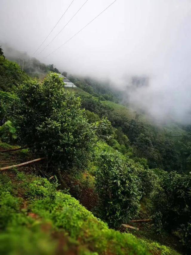 勐傣董明龙我做的茶是用来喝的现在好喝以后更好喝